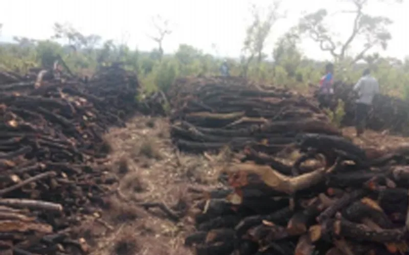 Des troncs d'arbres de noix de karité destinés à être utilisés comme charbon de bois dans les communautés d'Adagago et d'Adilang à Acholi, dans le nord de l'Ouganda /Crédit : Denis Hurley Peace Institute