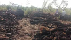 Des troncs d'arbres de noix de karité destinés à être utilisés comme charbon de bois dans les communautés d'Adagago et d'Adilang à Acholi, dans le nord de l'Ouganda /Crédit : Denis Hurley Peace Institute / 
